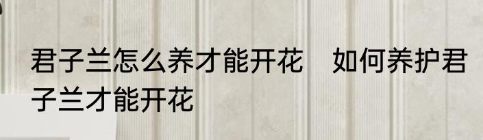 君子兰怎么养才能开花　如何养护君子兰才能开花