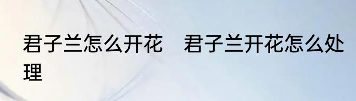 君子兰怎么开花　君子兰开花怎么处理
