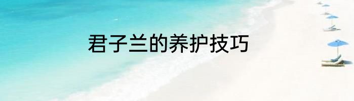 君子兰的养护技巧