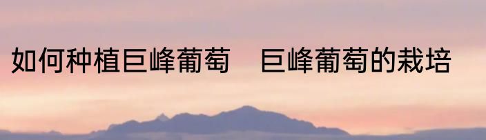 如何种植巨峰葡萄　巨峰葡萄的栽培