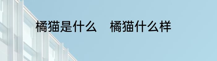橘猫是什么　橘猫什么样
