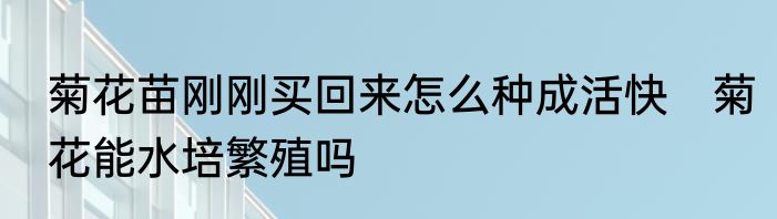 菊花苗刚刚买回来怎么种成活快　菊花能水培繁殖吗