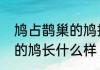 鸠占鹊巢的鸠指的是什么　鸠占鹊巢的鸠长什么样