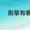荆草有哪几种　荆草的根有多深