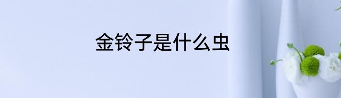 金铃子是什么虫