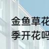 金鱼草花期多长时间　金鱼草一年四季开花吗