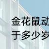 金花鼠动物等级　金花鼠的智商相当于多少岁的小孩