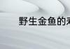野生金鱼的寿命最长是多少年