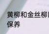黄柳和金丝柳区别　金丝柳手串怎么保养