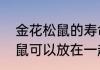金花松鼠的寿命是多长　两只金花松鼠可以放在一起养吗