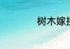 树木嫁接方法与技巧