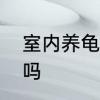 室内养龟的正确方法　在家养龟可以吗