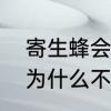 寄生蜂会不会寄生哺乳类动物　蛛蜂为什么不怕蜘蛛