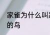 家雀为什么叫家贼　和家雀长相类似的鸟