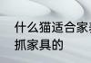 什么猫适合家养，要可爱，温顺不会抓家具的