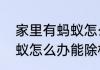 家里有蚂蚁怎么办能除根　家里有蚂蚁怎么办能除根