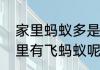家里蚂蚁多是什么原因　为什么房间里有飞蚂蚁呢