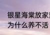 银星海棠放家里好吗　新买的海棠花为什么养不活