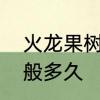 火龙果树几年会死　火龙果树寿命一般多久