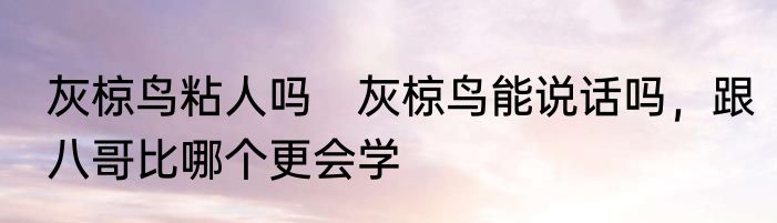 灰椋鸟粘人吗　灰椋鸟能说话吗，跟八哥比哪个更会学