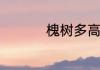 槐树多高　槐树的质地
