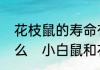 花枝鼠的寿命有多长和它的习性是什么　小白鼠和花枝鼠的区别