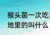 猴头菌一次吃多少最好　像猴头种在地里的叫什么
