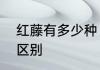 红藤有多少种　千金藤红藤与绿藤的区别