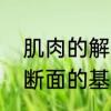 肌肉的解剖横断面名词解释　道路横断面的基本组成有哪些