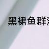 黑裙鱼群游吗　黑裙鱼几月份钓鱼