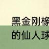 黑金刚橡皮树冬季能换盆吗　开大花的仙人球有哪些品种