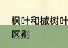 枫叶和槭树叶的区别　枫树与槭树的区别