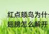 红点颏鸟为什么变白了　红点颏鸟的翅膀怎么解开