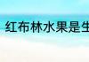 红布林水果是生点好吃还是熟点好吃
