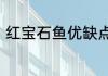红宝石鱼优缺点　红宝石鱼怎么配对