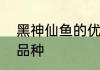 黑神仙鱼的优点和缺点　墨神仙鱼的品种
