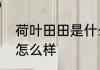 荷叶田田是什么意思　荷叶田田农庄怎么样