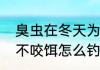 臭虫在冬天为什么还咬人　翘嘴炸水不咬饵怎么钓冬天