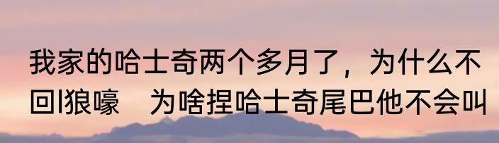 我家的哈士奇两个多月了，为什么不回l狼嚎　为啥捏哈士奇尾巴他不会叫