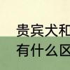 贵宾犬和泰迪有区别吗　泰迪和贵宾有什么区别