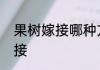 果树嫁接哪种方法最好　果树怎么嫁接