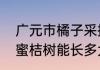 广元市橘子采摘园有哪些地方　广元蜜桔树能长多大