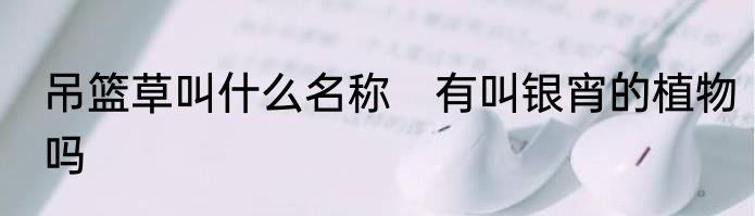 吊篮草叫什么名称　有叫银宵的植物吗