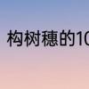 构树穗的10种吃法　构树叶穗怎么吃
