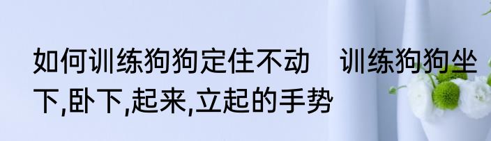 如何训练狗狗定住不动　训练狗狗坐下,卧下,起来,立起的手势