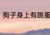 狗子身上有跳蚤怎么办全无敌有用吗
