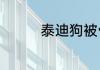泰迪狗被骨头卡了怎么办