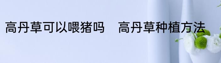 高丹草可以喂猪吗　高丹草种植方法