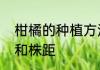 柑橘的种植方法　柑橘树的最佳行距和株距