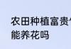 农田种植富贵竹方法　竹子地下的土能养花吗